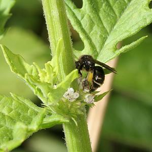 Macropis europaea, W, an Lycopus europaeus Macropis europaea, W, an Lycopus europaeus