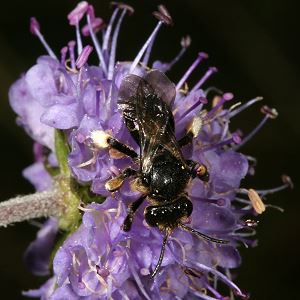 Macropis europaea, W, an Lysimachia vulgaris Macropis europaea, W, an Lysimachia vulgaris