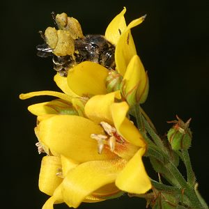 Macropis europaea, W, an Lysimachia vulgaris Macropis europaea, W, an Lysimachia vulgaris