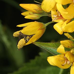 Macropis europaea, W, an Lysimachia vulgaris Macropis europaea, W, an Lysimachia vulgaris