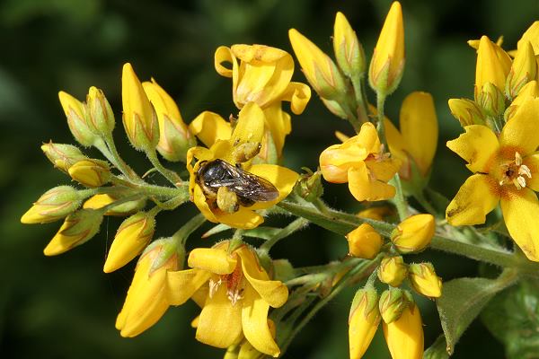 Schenkelbiene Macropis europaea