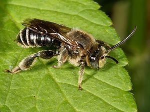 Schenkelbiene Macropis europaea, M