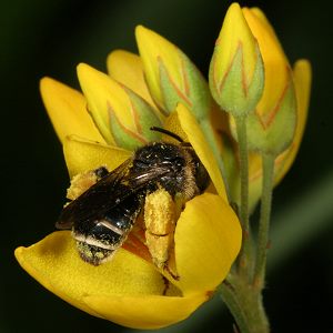 Macropis europaea, W, an Lysimachia vulgaris Macropis europaea, W, an Lysimachia vulgaris