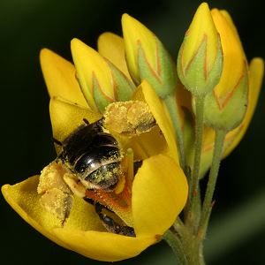 Macropis europaea, W, an Lysimachia vulgaris Macropis europaea, W, an Lysimachia vulgaris