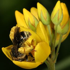 Macropis europaea, W, an Lysimachia vulgaris Macropis europaea, W, an Lysimachia vulgaris