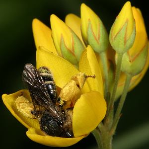 Macropis europaea, W, an Lysimachia vulgaris Macropis europaea, W, an Lysimachia vulgaris