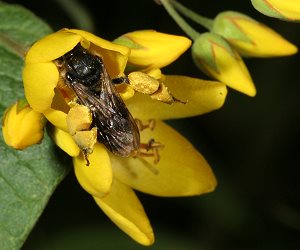 Macropis europaea W an Lysimachia vulgaris Macropis europaea W an Lysimachia vulgaris
