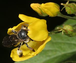 Macropis europaea, W, an Lysimachia vulgaris Macropis europaea, W, an Lysimachia vulgaris