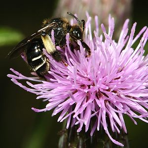 Macropis europaea, W Macropis europaea, W