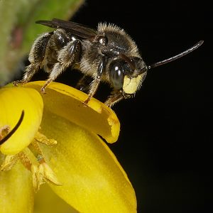 Macropis europaea, M Macropis europaea, M