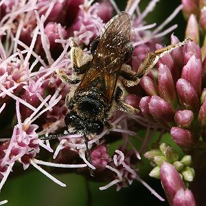 Macropis europaea, W, auf Eupatorium cannabinum Macropis europaea, W, auf Eupatorium cannabinum