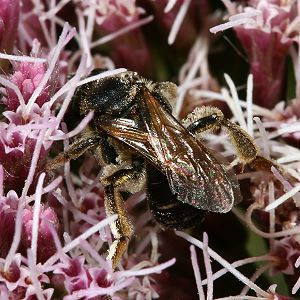 Macropis europaea, M, an Wasserdost Macropis europaea, M, an Wasserdost