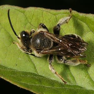 Macropis europaea, M, sich putzend Macropis europaea, M, sich putzend