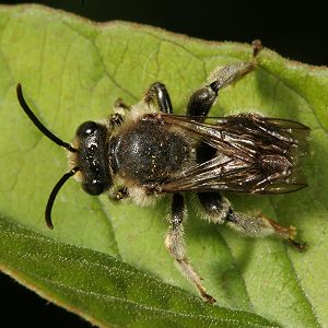 Macropis europaea, M Macropis europaea, M