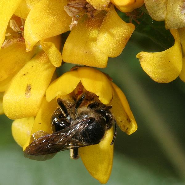 Macropis europaea, W an Lysimachia vulgaris