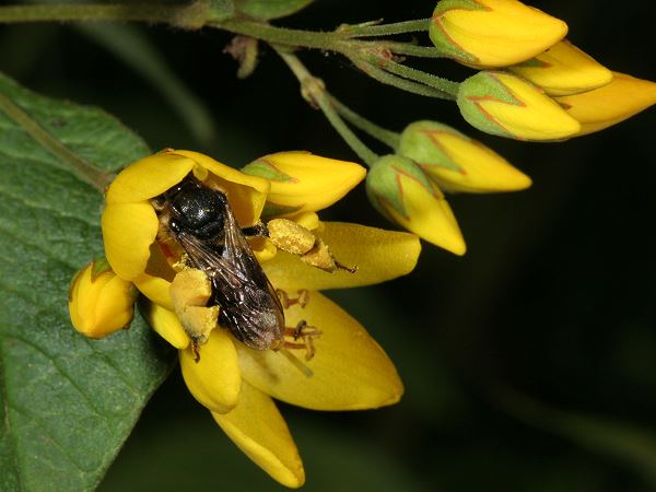 Macropis europaea, W an Lysimachia vulgaris