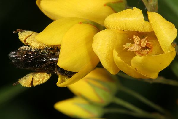 Macropis europaea, W an Lysimachia vulgaris