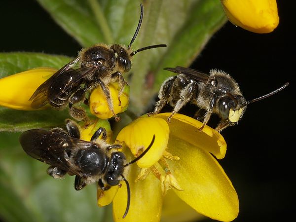 Macropis europaea, MMM auf Lysimachia punctata