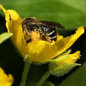 Schenkelbiene Macropis europaea, W