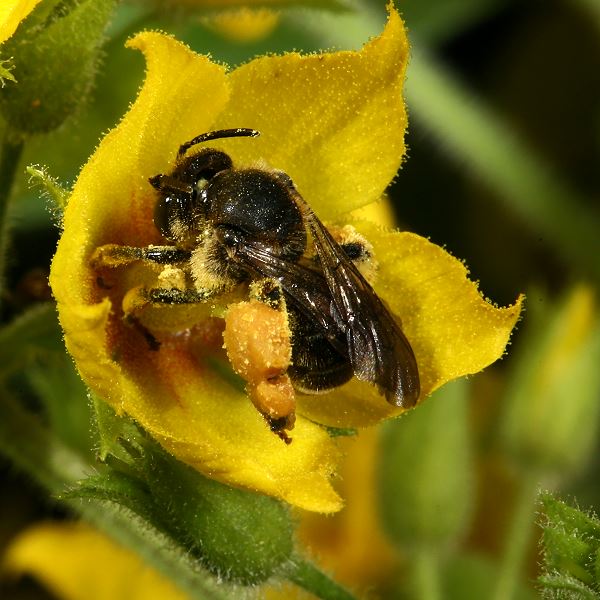 Macropis fulvipes, W an Lysimachia punctata