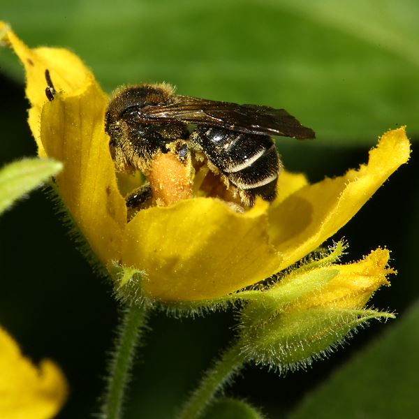 Macropis fulvipes, W an Lysimachia punctata
