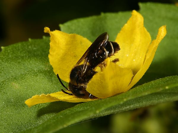 Macropis fulvipes, W an Lysimachia punctata