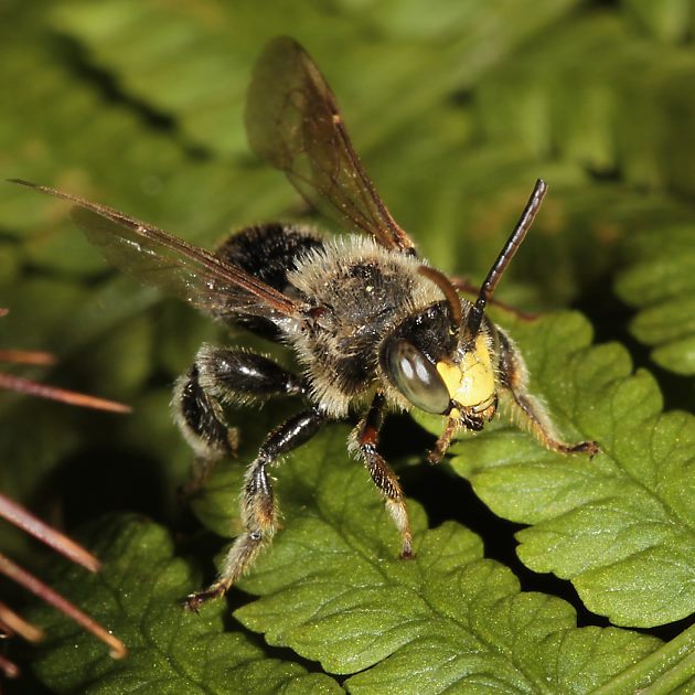 Macropis fulvipes, M auf Farn