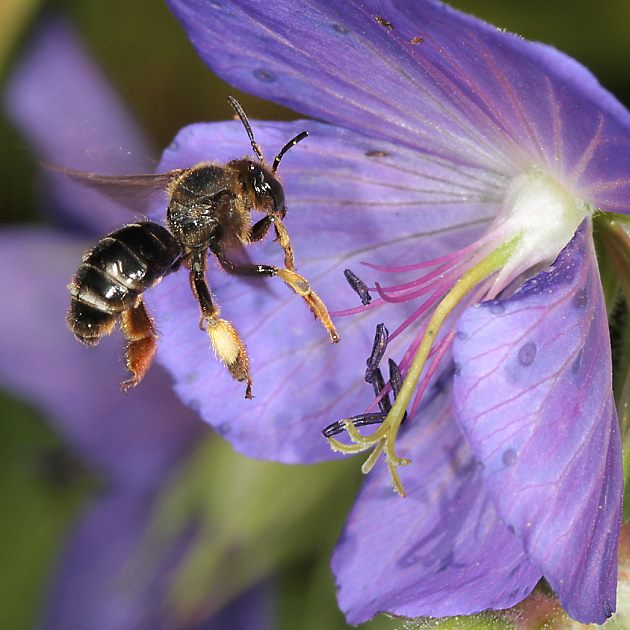 Macropis fulvipes, W vor Geranium pratense