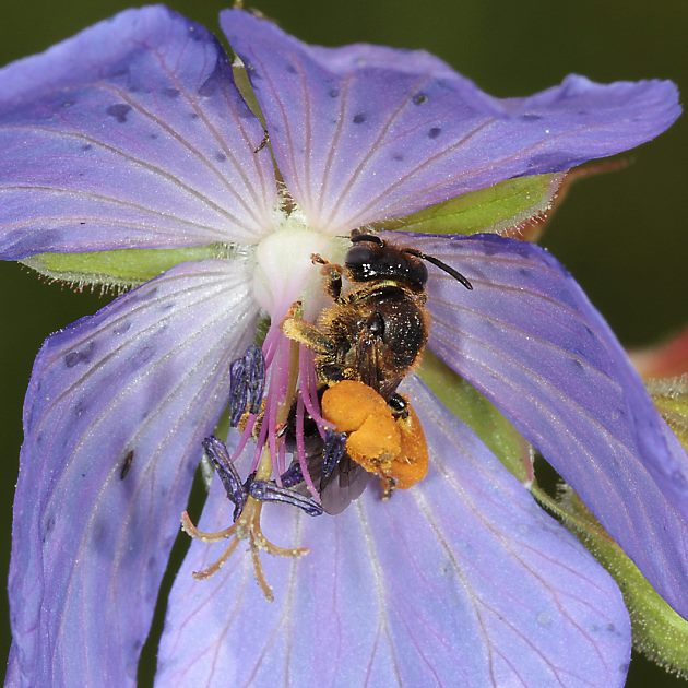 Macropis fulvipes, W an Geranium pratense