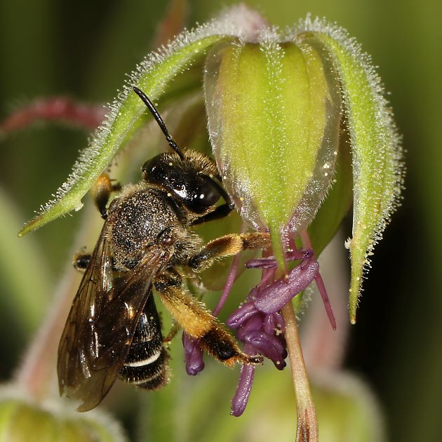 Macropis fulvipes, W an Geranium pratense