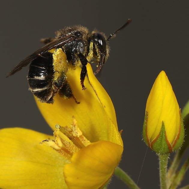Macropis fulvipes, W an Lysimachia vulgaris