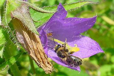 Sägehornbiene Melitta haemorrhoidalis