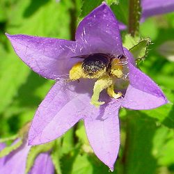 Sägehornbiene Melitta haemorrhoidalis