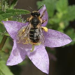 S&auml;gehornbiene Melitta haemorrhoidalis