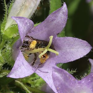 Melitta haemorrhoidalis, W