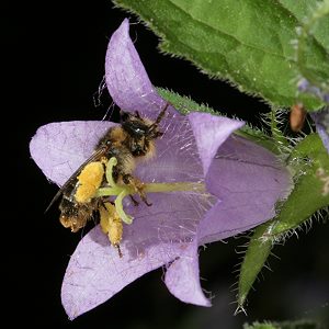 Melitta haemorrhoidalis, W