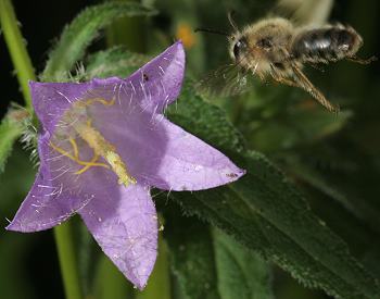 Melitta haemorrhoidalis, M