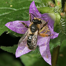 Melitta haemorrhoidalis, W