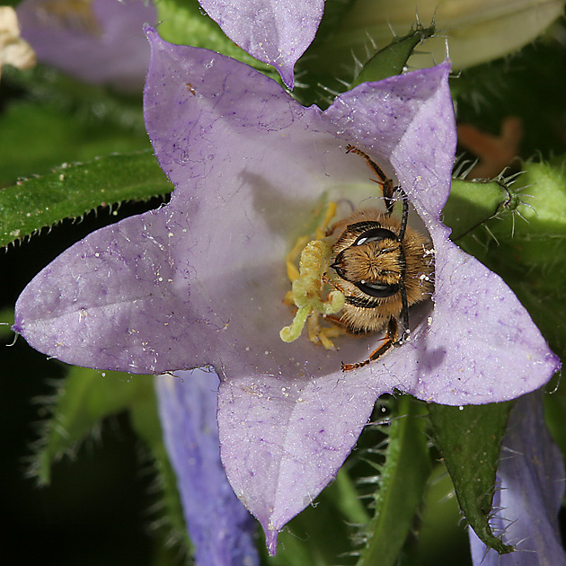Melitta haemorrhoidalis, M