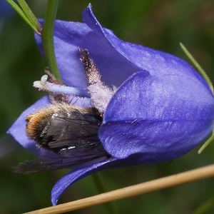 Sägehornbiene Melitta haemorrhoidalis, W