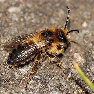 Melitta haemorrhoidalis, M