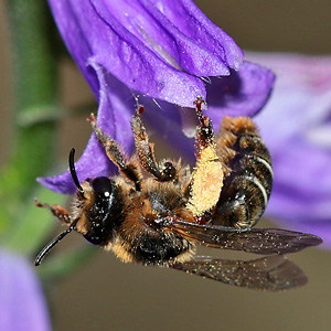 Melitta haemorrhoidalis, W