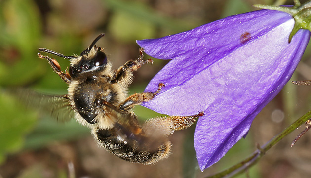 Melitta haemorrhoidalis, W