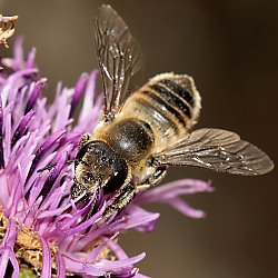 Blattschneiderbiene Megachile lagopoda, M Megachile lagopoda, M