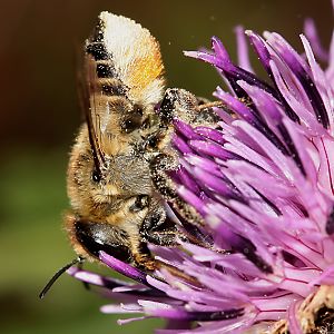 Megachile lagopoda, W