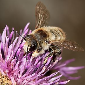 Megachile lagopoda, M