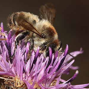 Megachile lagopoda, W