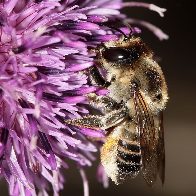 Megachile lagopoda, W
