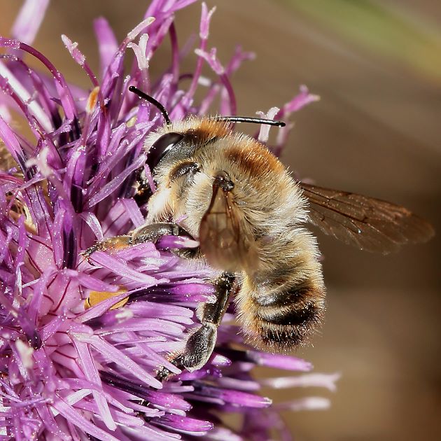 Megachile lagopoda, M