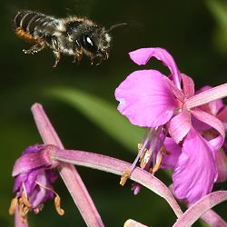 Blattschneiderbiene Megachile lapponica Blattschneiderbiene Megachile lapponica